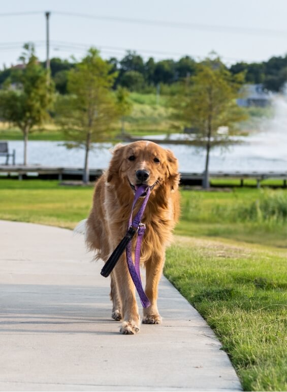 A dog walking along a paved path in Lilyana with the lake in the background.