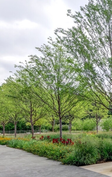 The garden outside of the Hillwood headquarters building with trees and various plantings.