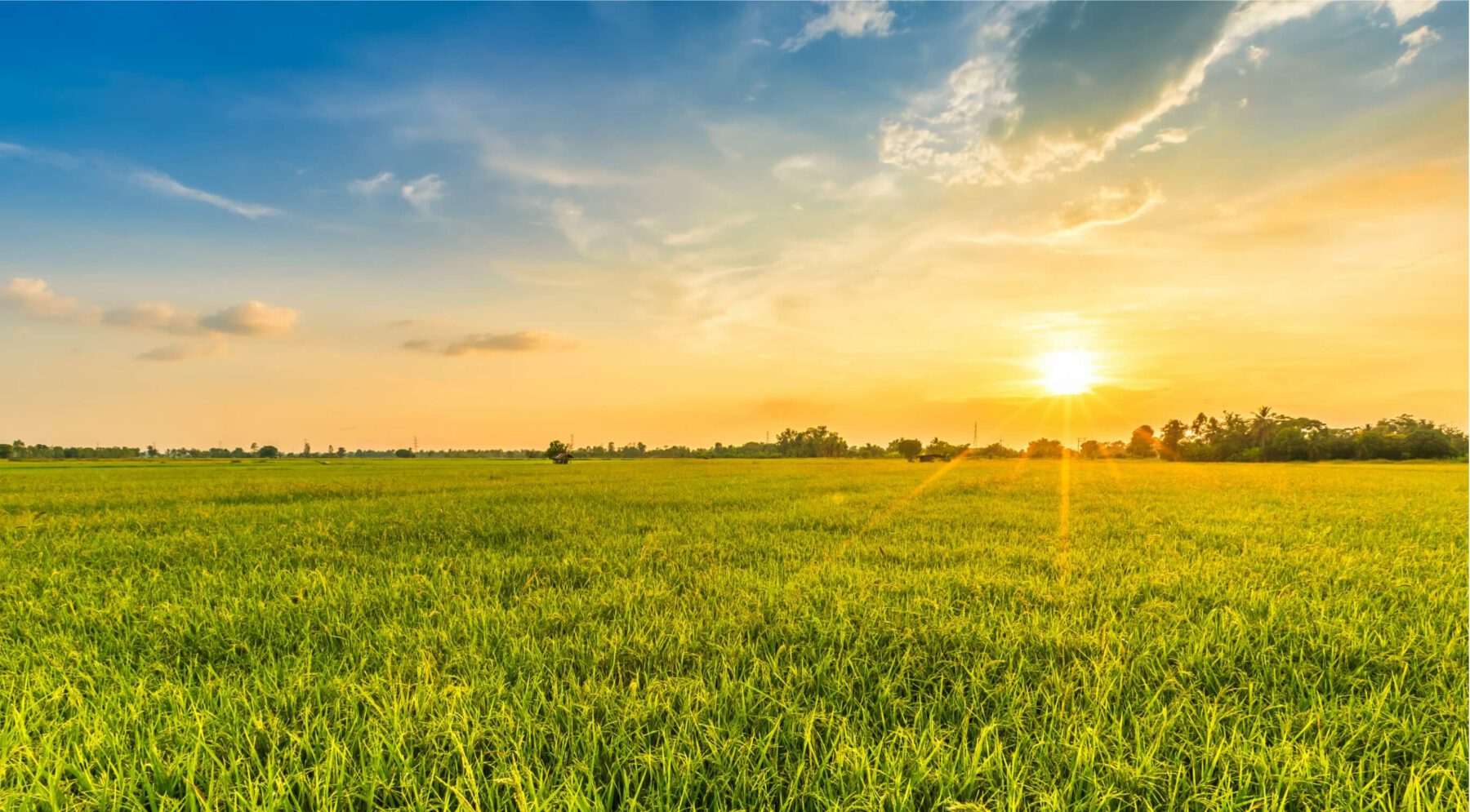 A beautiful Texas sunset over a field of green grass.