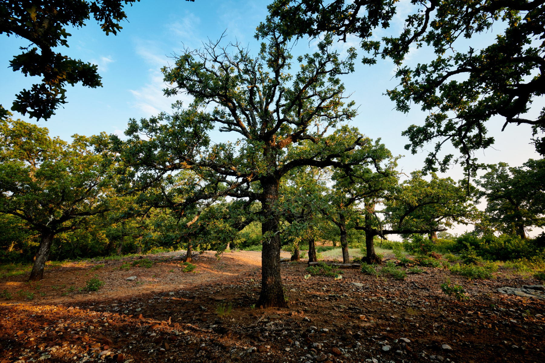 A beautiful tree at Hunter Ranch