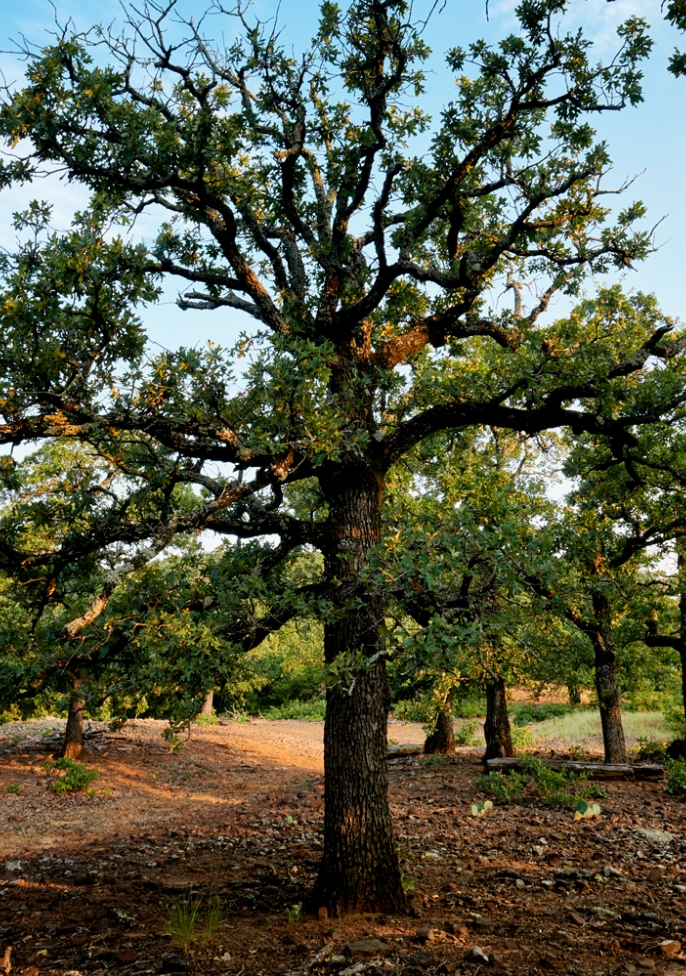 A beautiful tree at Hunter Ranch