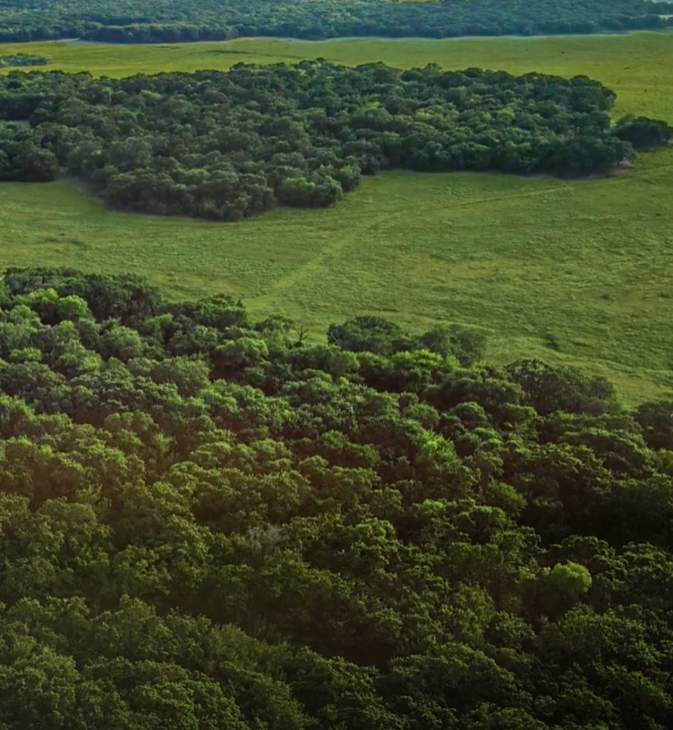 A bird's eye view of the Texas landscape with groves of trees and green grass