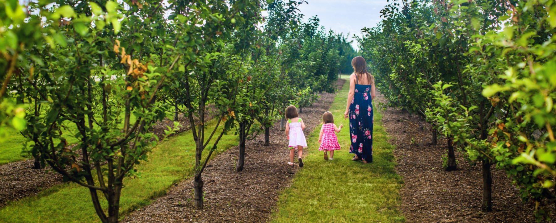 A mom and her two daughters walking through a grove of trees