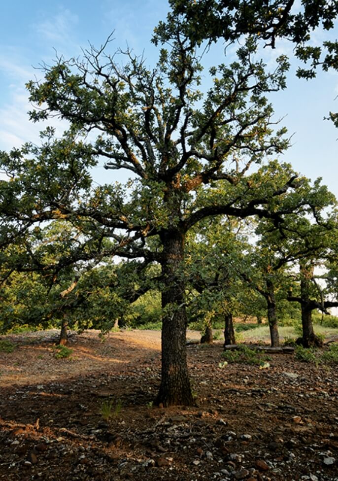 A beautiful tree at Hunter Ranch