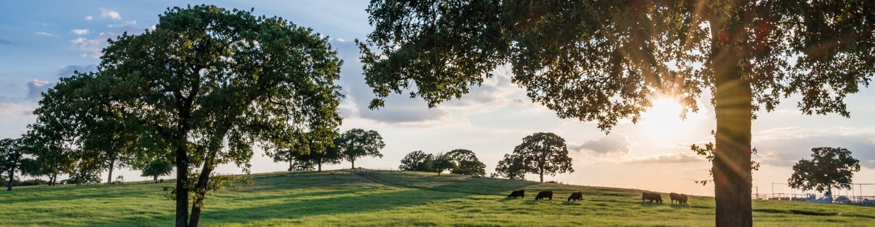 A green field with cows grazing during the sunrise