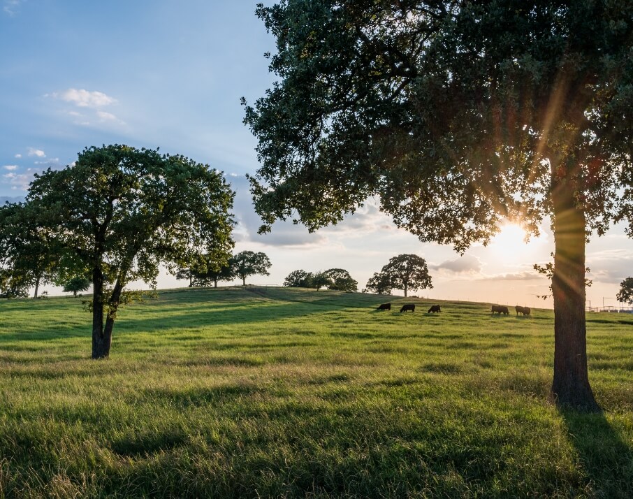 A green field with cows grazing during the sunrise